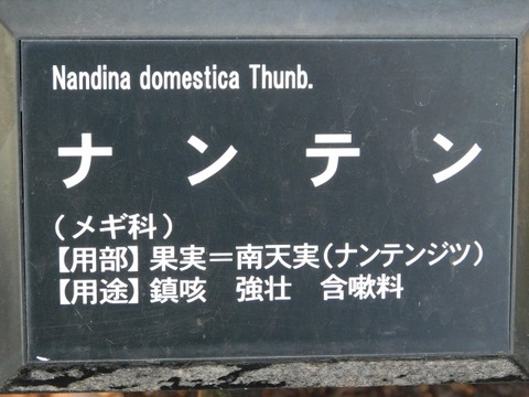 DSCN3323
