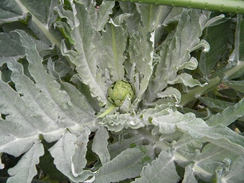 DSCN9003