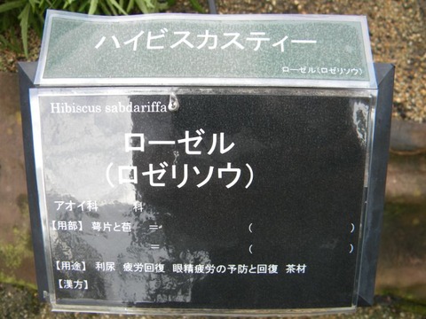 DSCN9664