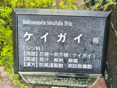 IMG_20260827_133930261_HDR
