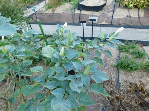 DSCN5504