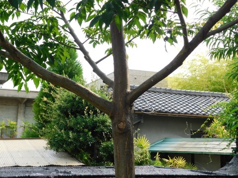 DSCN7379