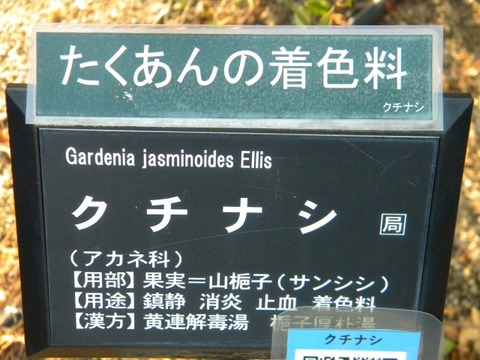 DSCN8530