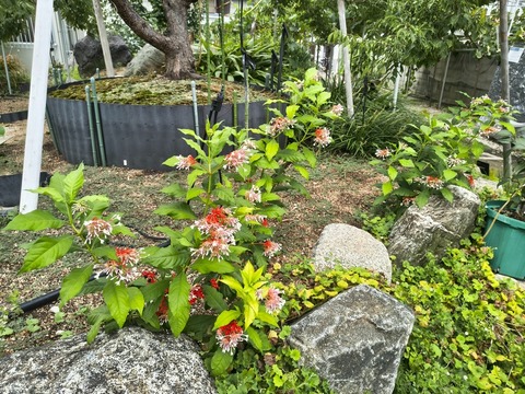 IMG_20260827_132241440_HDR