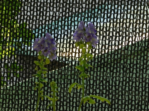 DSCN3056