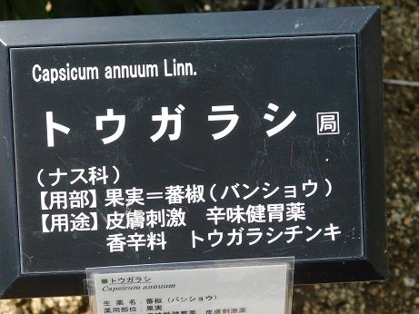 DSCN3667