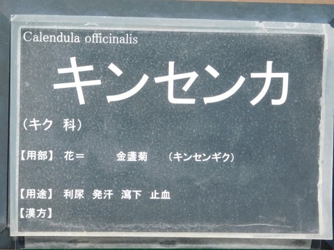DSCN3914