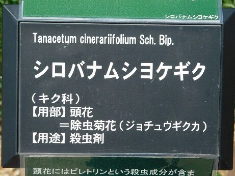 DSCN7724
