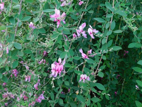 DSCN2750
