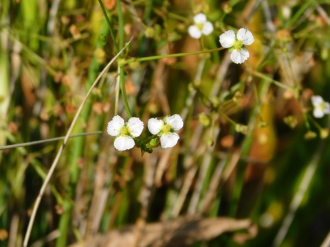 DSCN5403