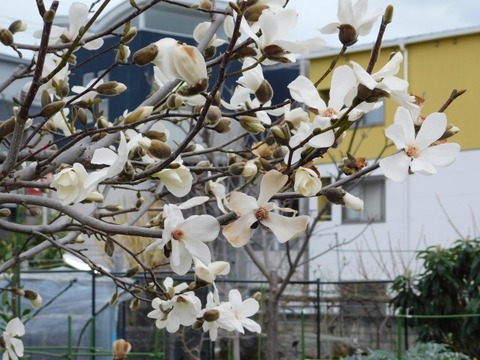 DSCN3626