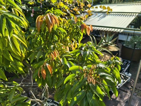 IMG_20260925_072436416_HDR