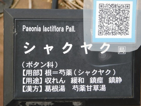 DSCN5930