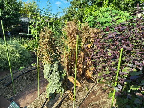 IMG_20260925_072410038_HDR
