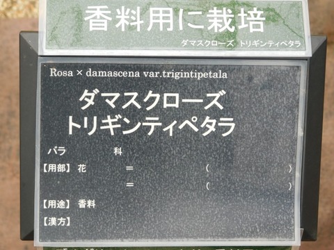 DSCN6270