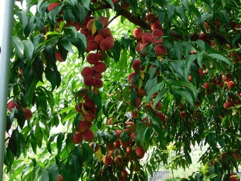 DSCN7362