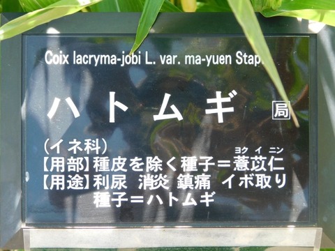 DSCN7245