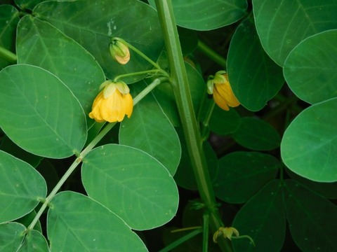 DSCN2205