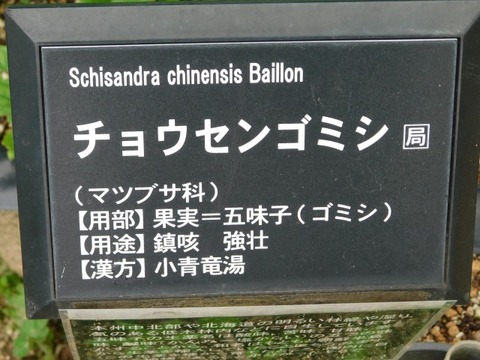 DSCN6534