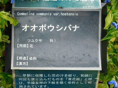 DSCN6075