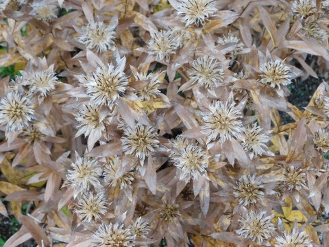 DSCN5933