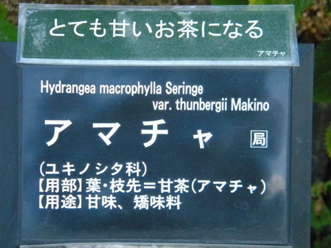 DSCN8400