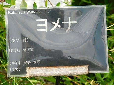 DSCN5952