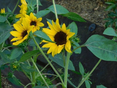 DSCN2382