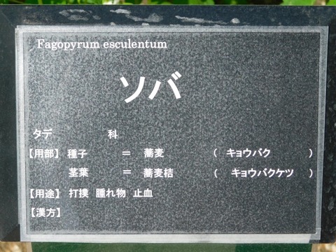 DSCN6626