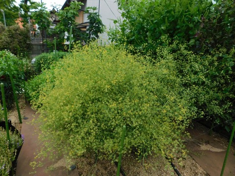 DSCN5363
