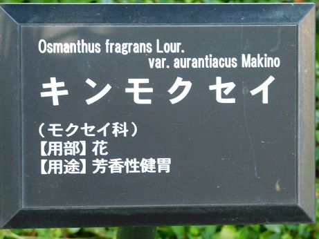 DSCN3891