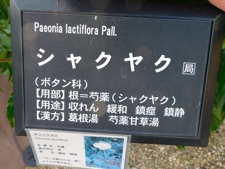 DSCN9292