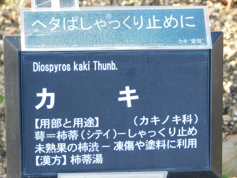 DSCN5895