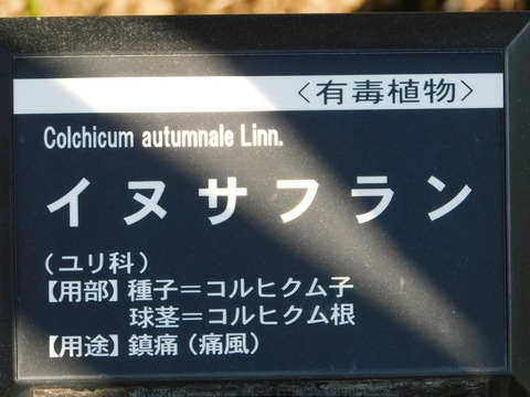 DSCN5466