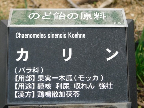 DSCN6375