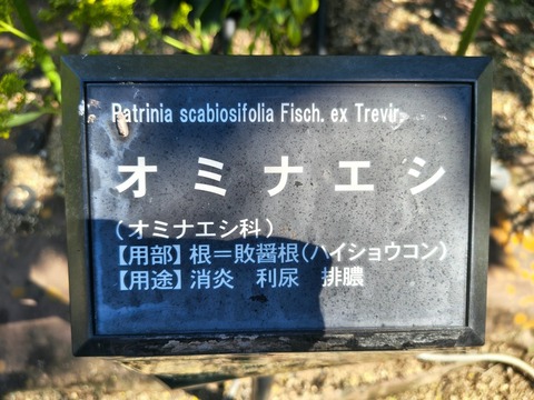 IMG_20261008_134147919_HDR