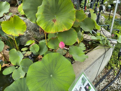 IMG_20260827_134351044_HDR