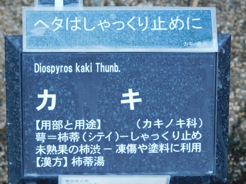 DSCN5500
