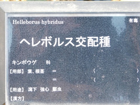 DSCN6308
