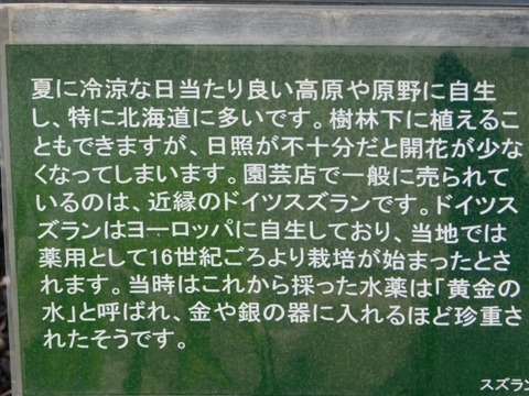 DSCN6409