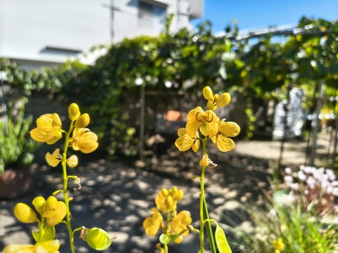 IMG_20261008_133745353_HDR