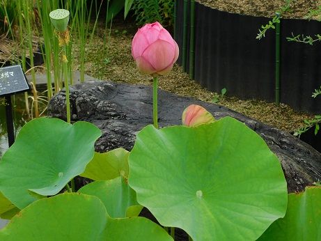 DSCN5693