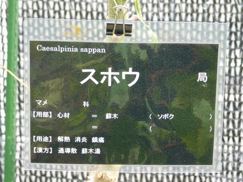 DSCN6915