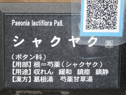 DSCN6399