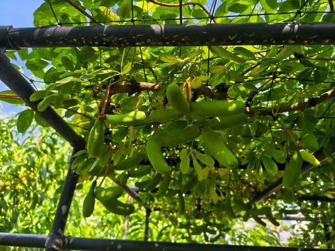 IMG_20260716_153908197_HDR