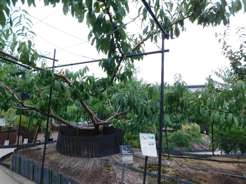 DSCN5057