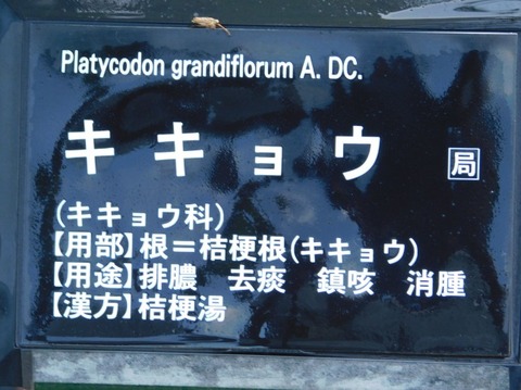 DSCN2397