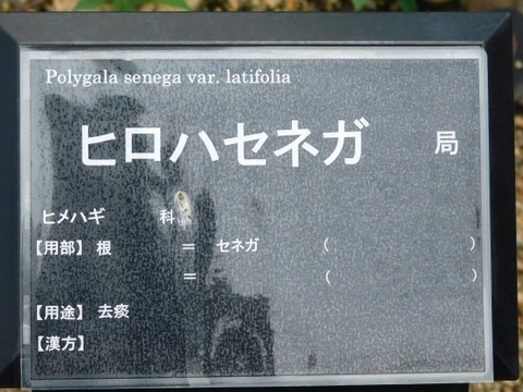 DSCN2110