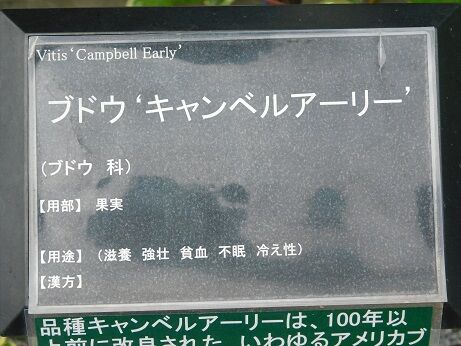 DSCN8003