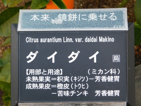DSCN3377